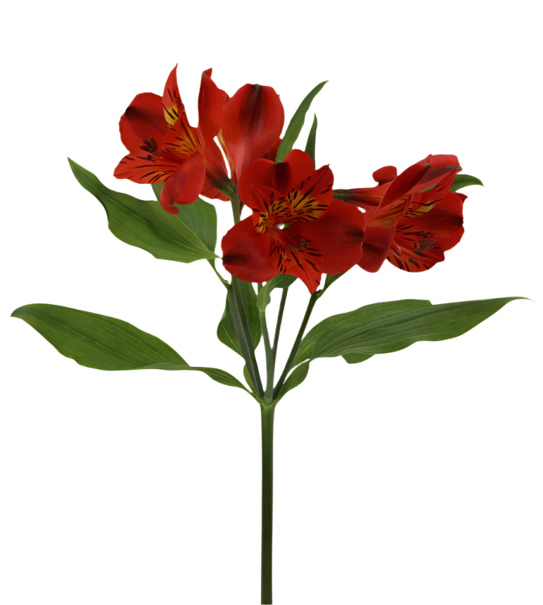 Great quality Alstroemeria from Colombia