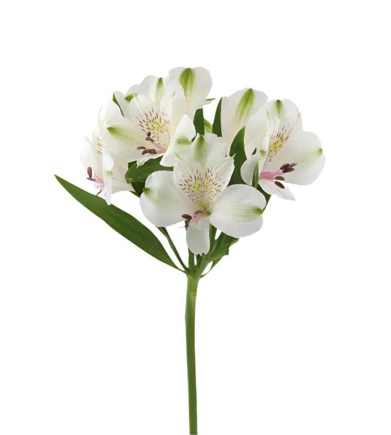 Great quality Alstroemeria from Colombia