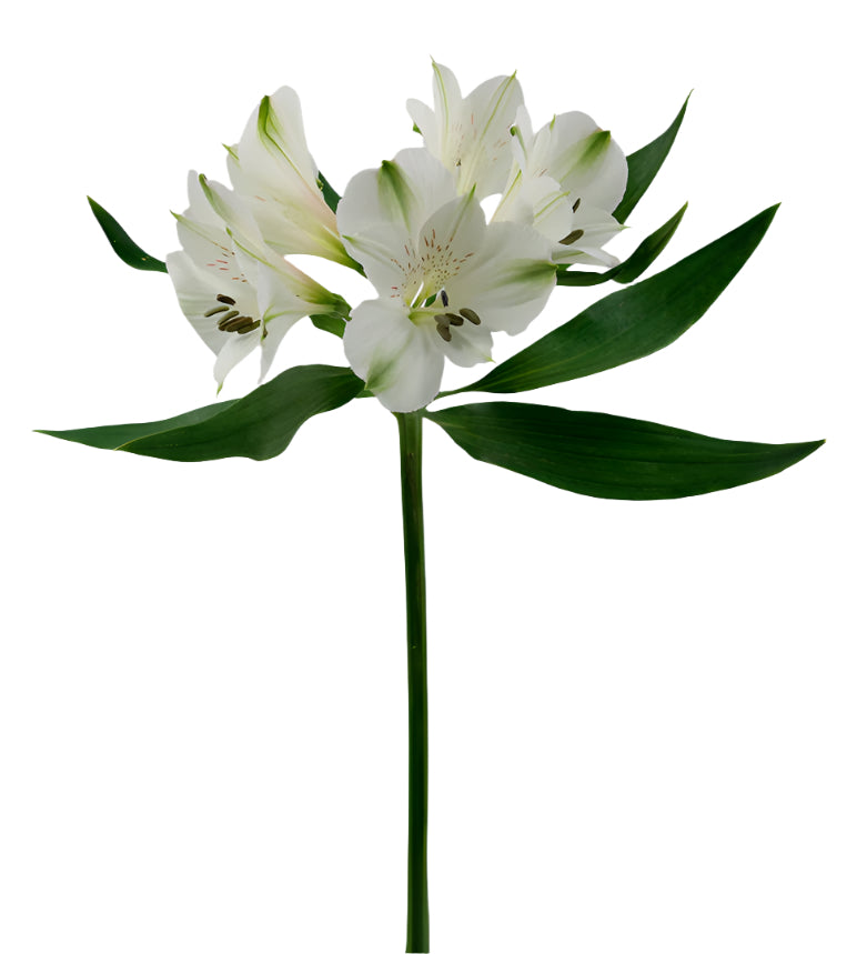 Great quality Alstroemeria from Colombia