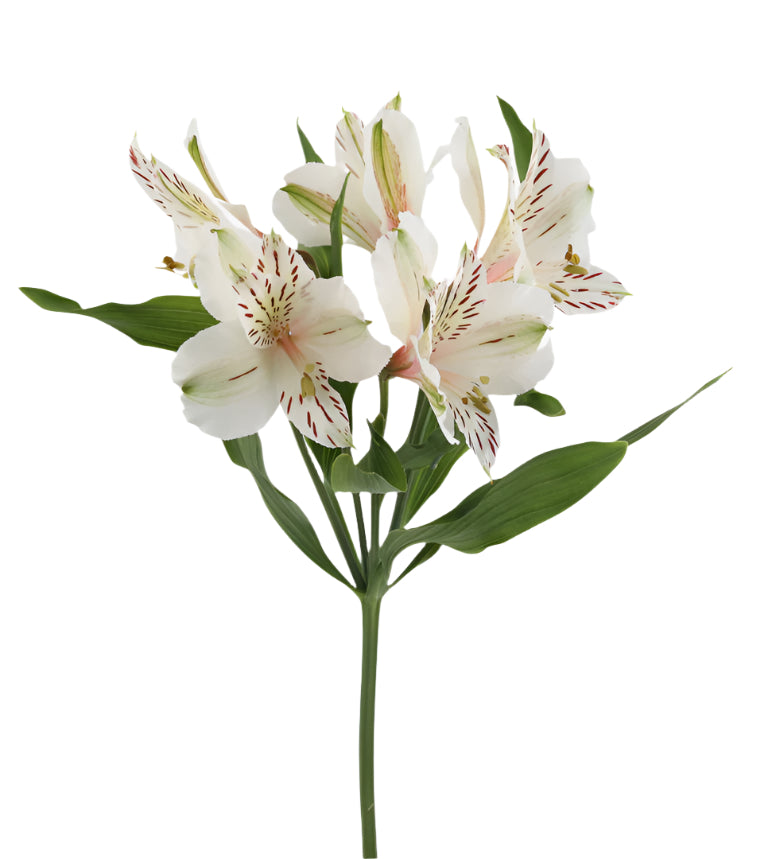 Great quality Alstroemeria from Colombia