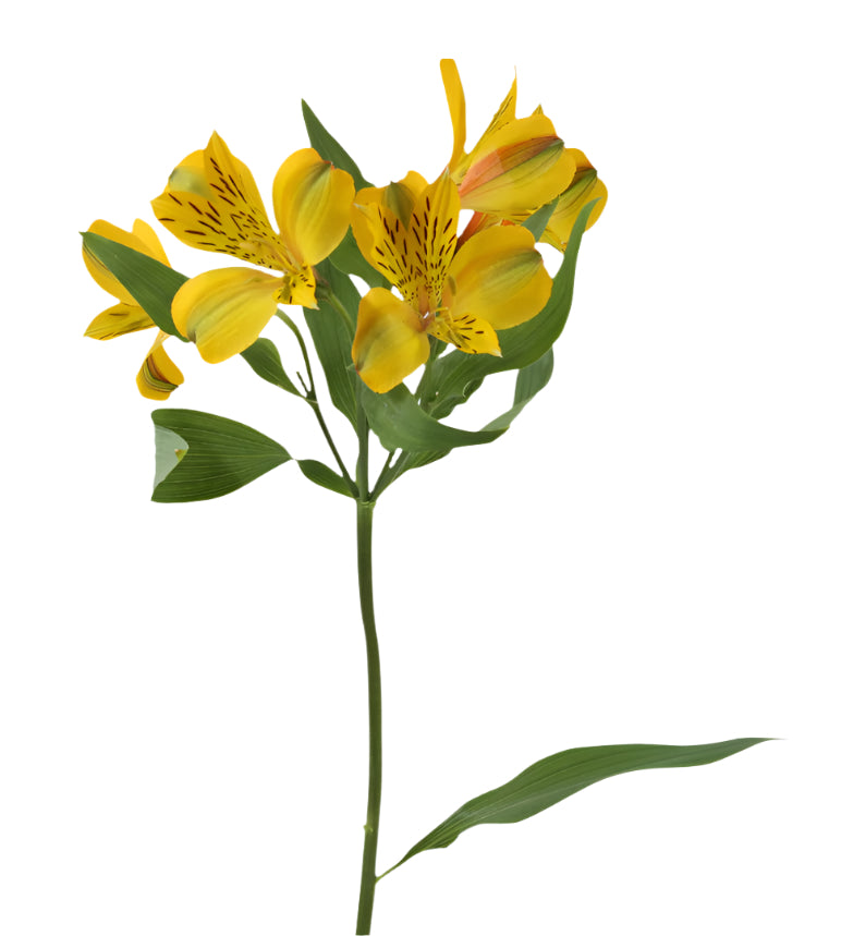 Great quality Alstroemeria from Colombia