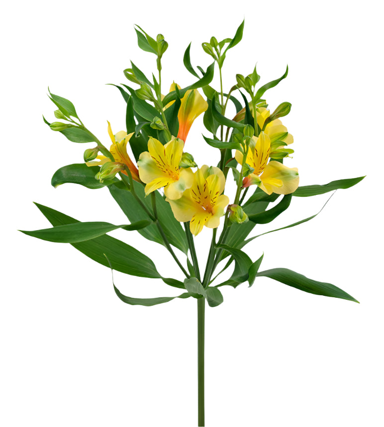 Great quality Alstroemeria from Colombia