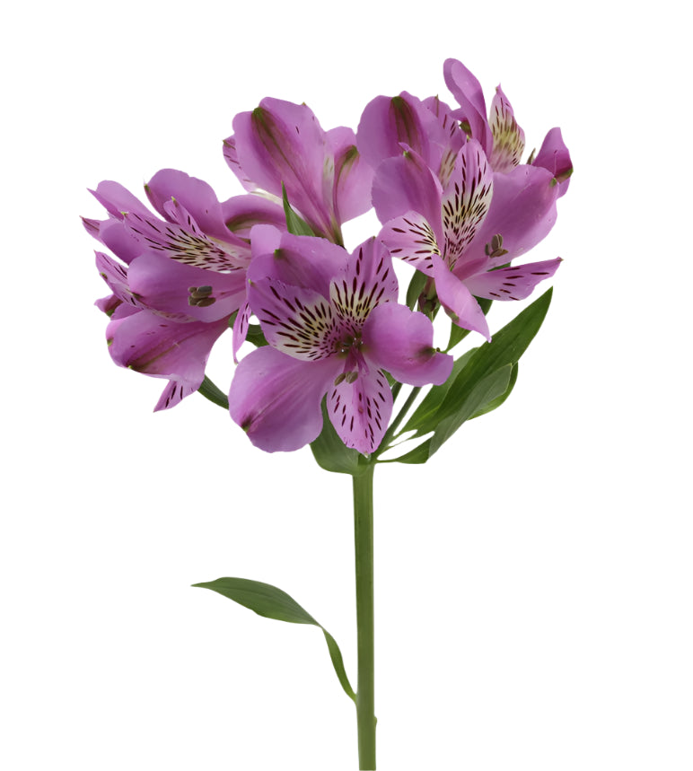 An illustrative image of bright alstroemeria