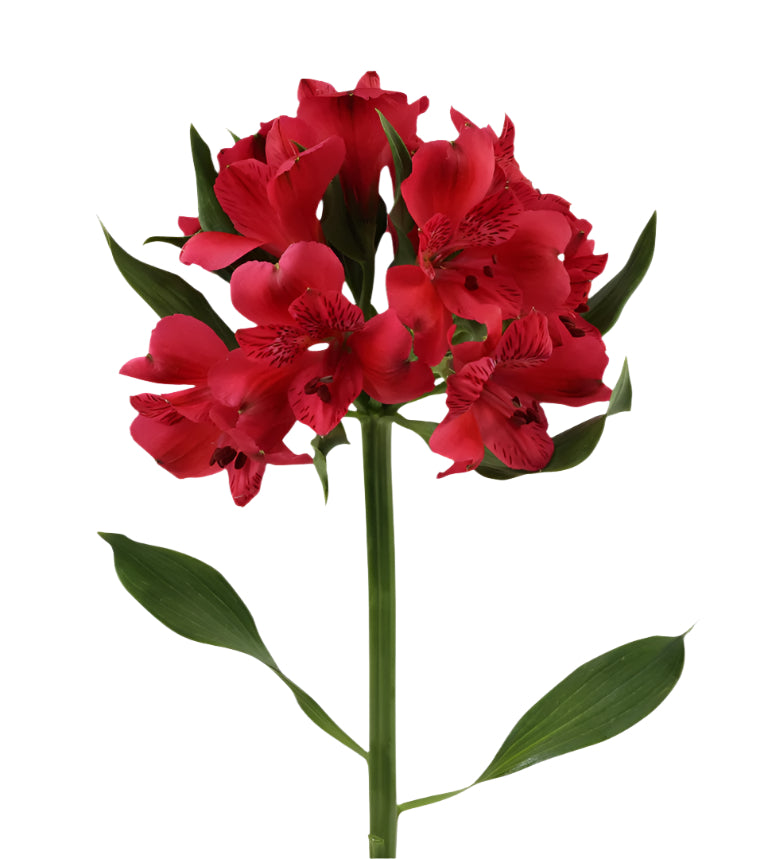 Great quality Alstroemeria from Colombia