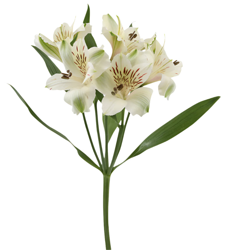 Great quality Alstroemeria from Colombia