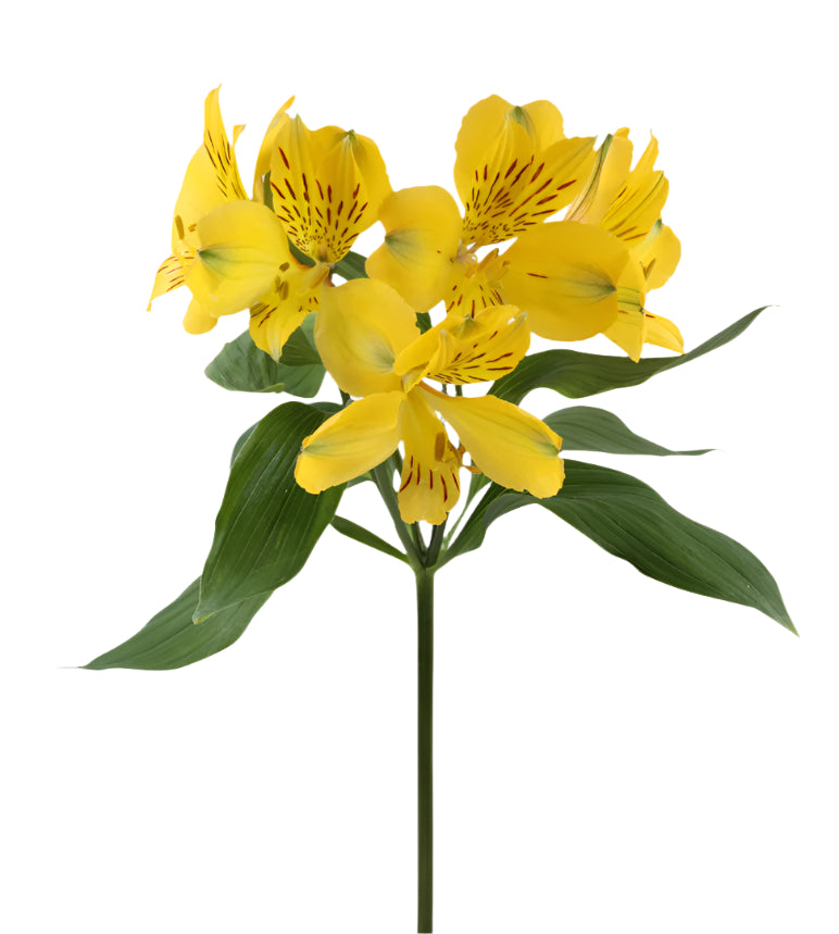 Great quality Alstroemeria from Colombia
