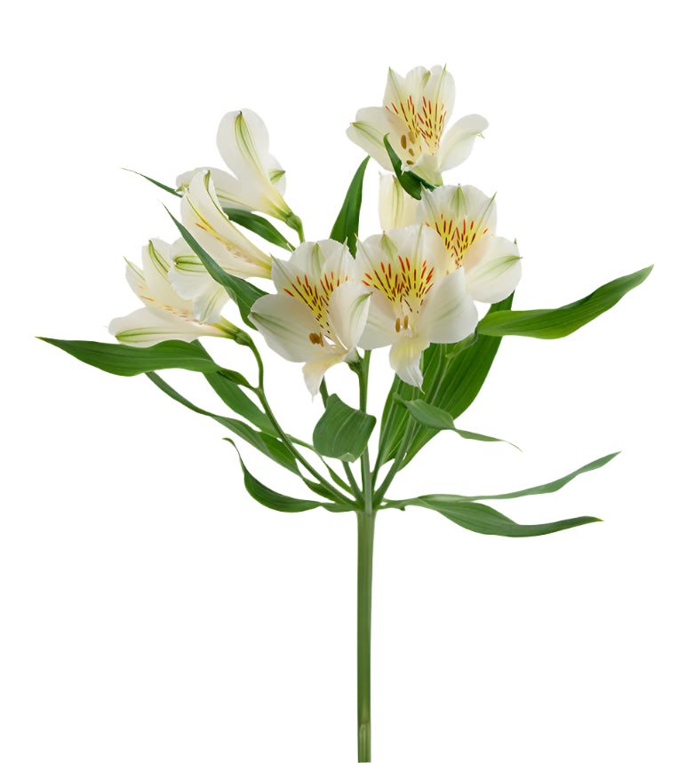 Great quality Alstroemeria from Colombia