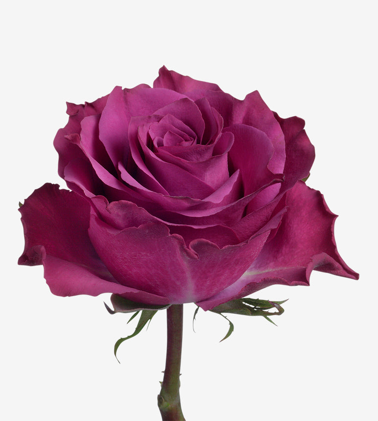 Rose Purple Ascot Wayuu Colombia