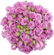 Outstanding Ecuadorian Spray Roses from a specialist Spray Rose farm