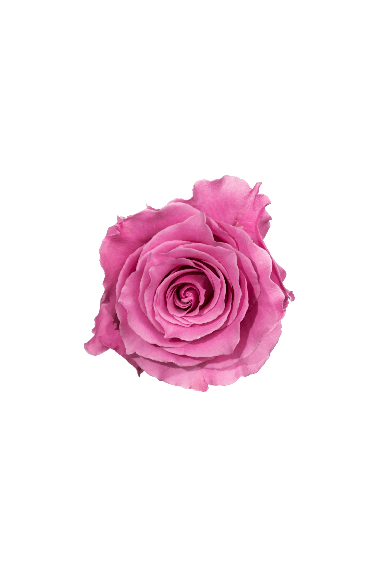 Rose Pink Breathless Royal Flowers