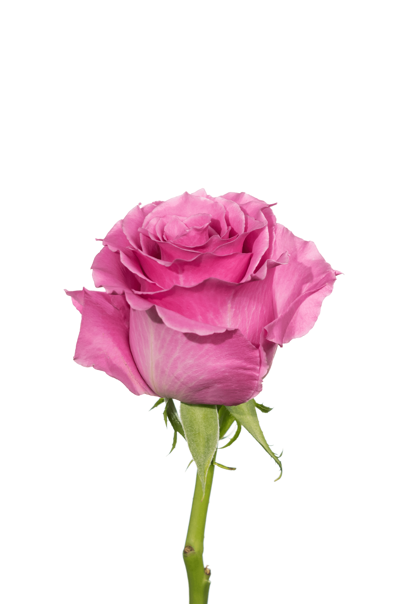 Rose Pink Breathless Royal Flowers
