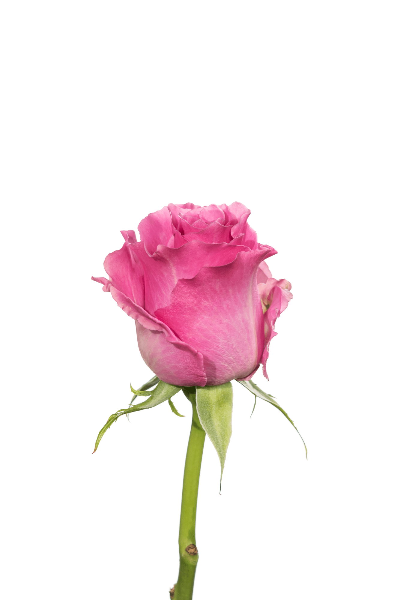 Rose Pink Breathless Royal Flowers