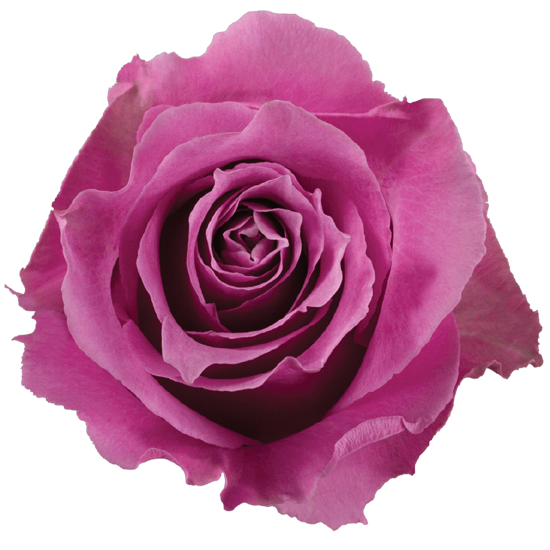Impressive looking Ecuadorian roses