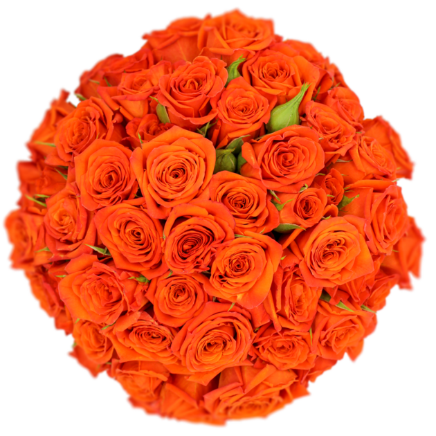 Outstanding Ecuadorian Spray Roses from a specialist Spray Rose farm