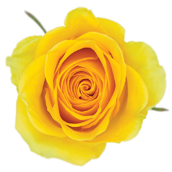 Impressive looking Ecuadorian roses