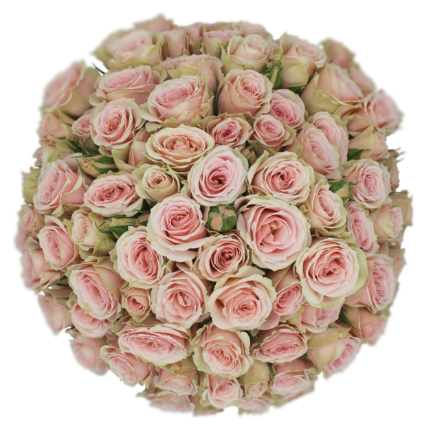 Outstanding Ecuadorian Spray Roses from a specialist Spray Rose farm