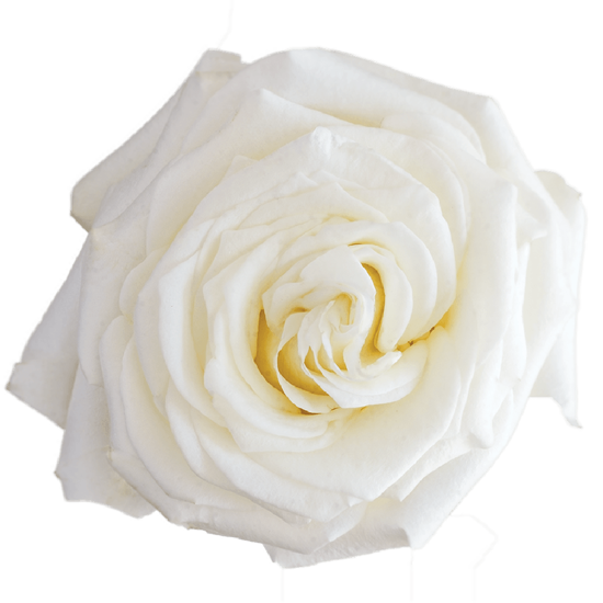 Impressive looking Ecuadorian roses