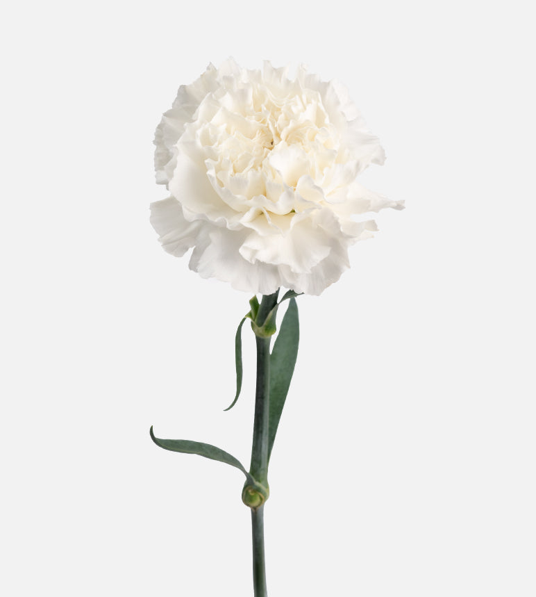 Quality Standard Fancy Carnations