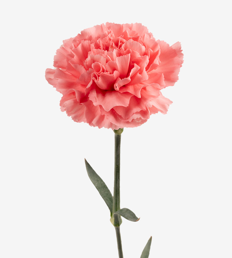 Quality Standard Fancy Carnations