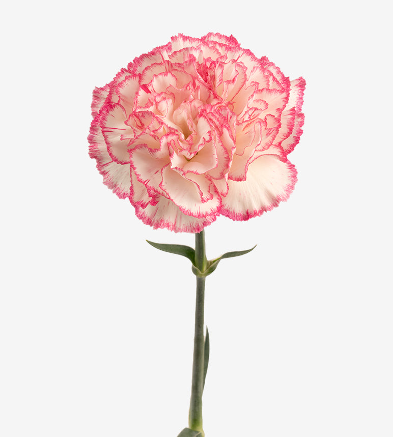 Quality Standard Carnations