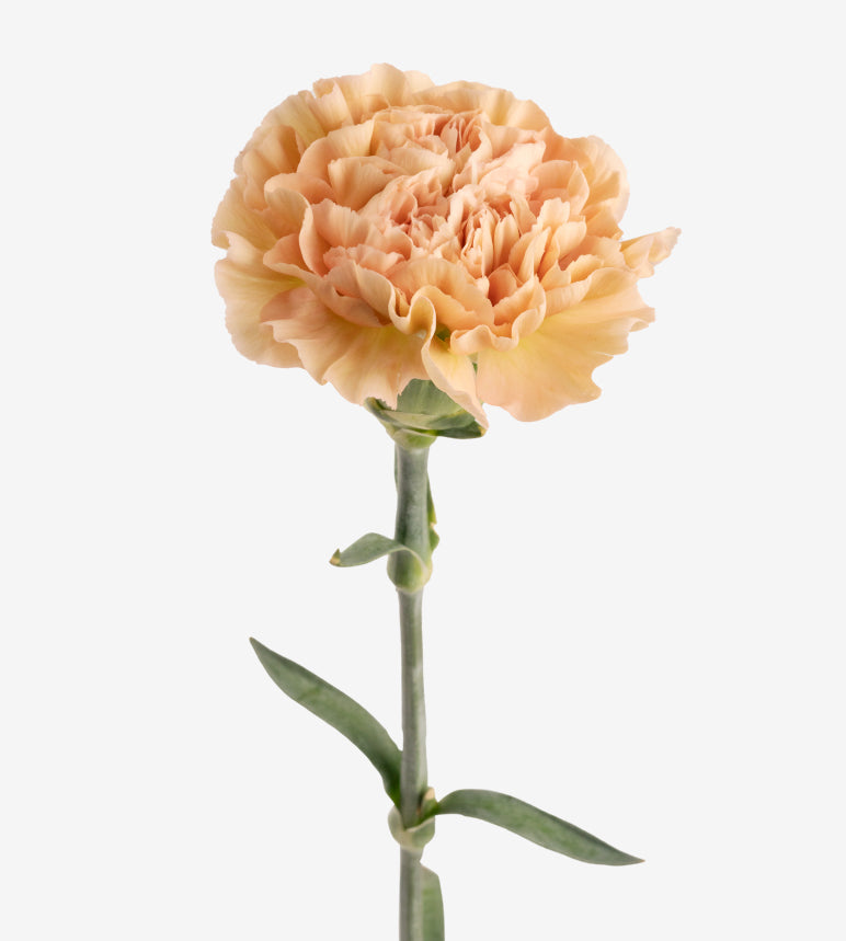 Quality Standard Fancy Carnations