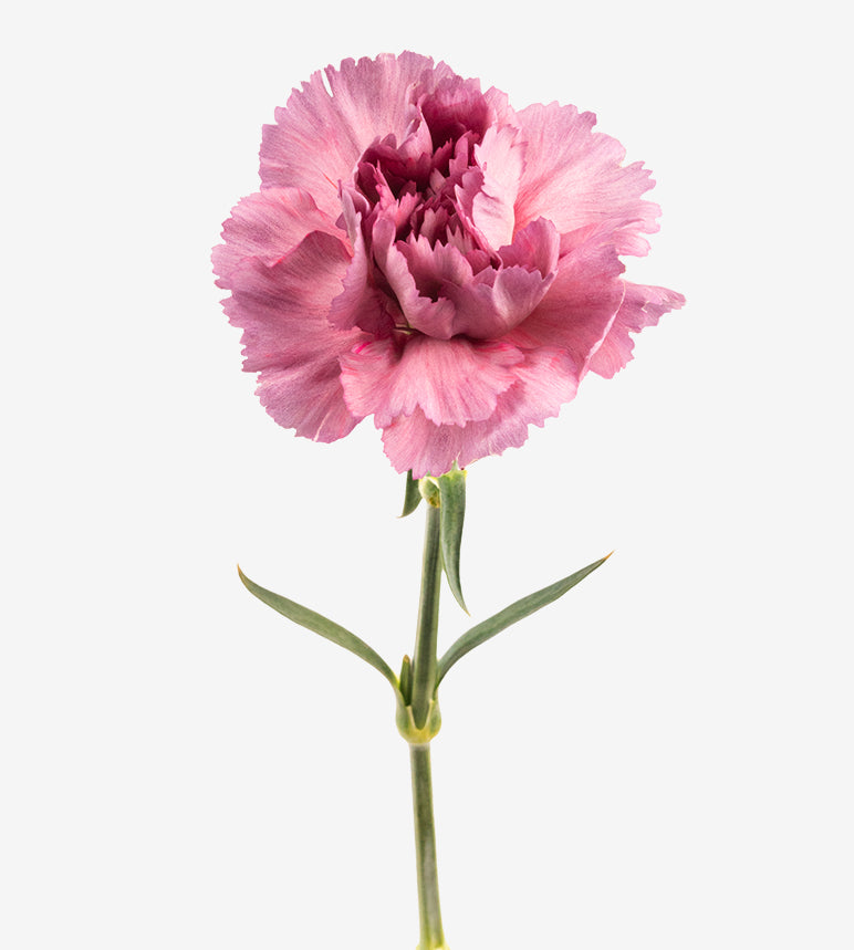 Quality Standard Fancy Carnations