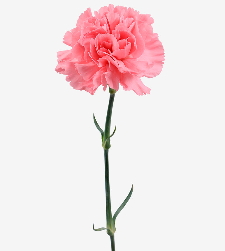 Quality Standard Fancy Carnations