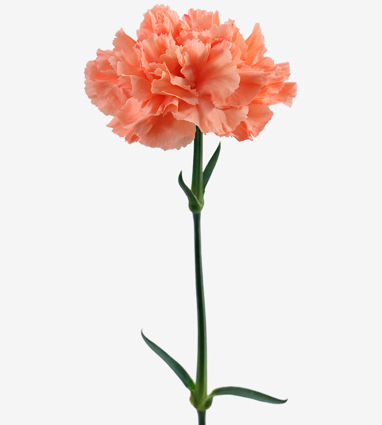 Quality Standard Carnations