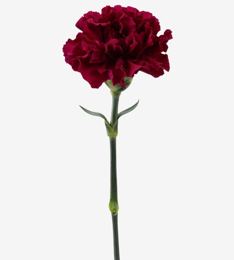Quality Standard Fancy Carnations