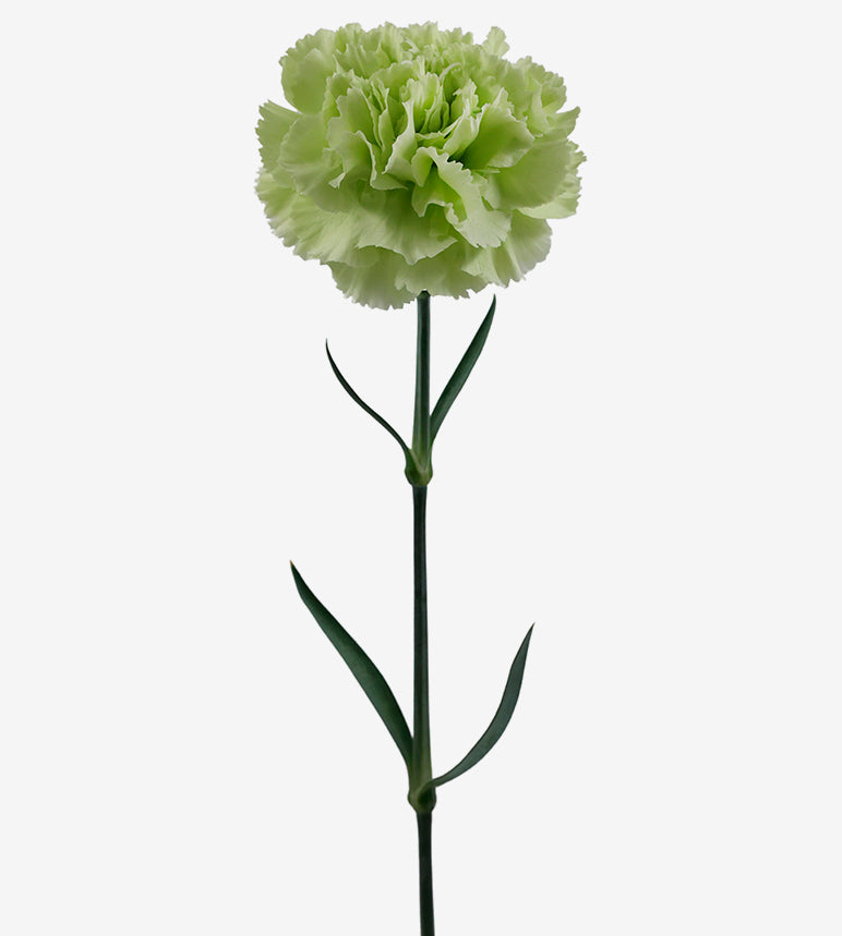 Quality Standard Fancy Carnations