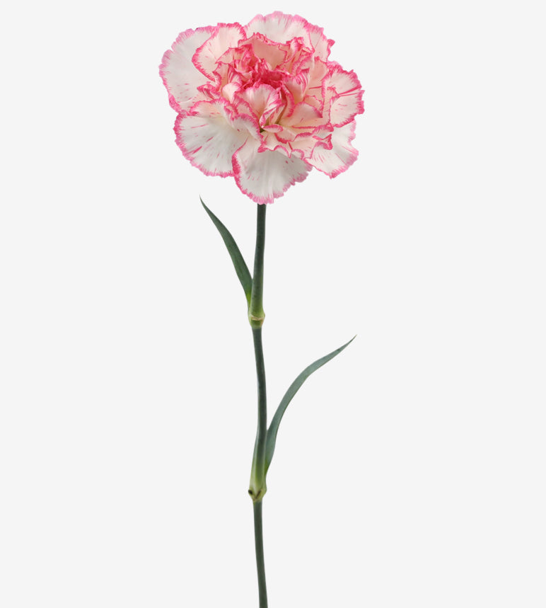 Quality Standard Carnations