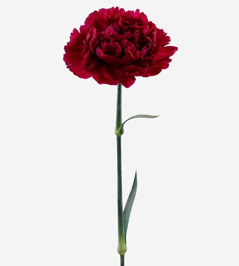 Quality Standard Fancy Carnations