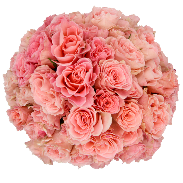 Outstanding Ecuadorian Spray Roses from a specialist Spray Rose farm