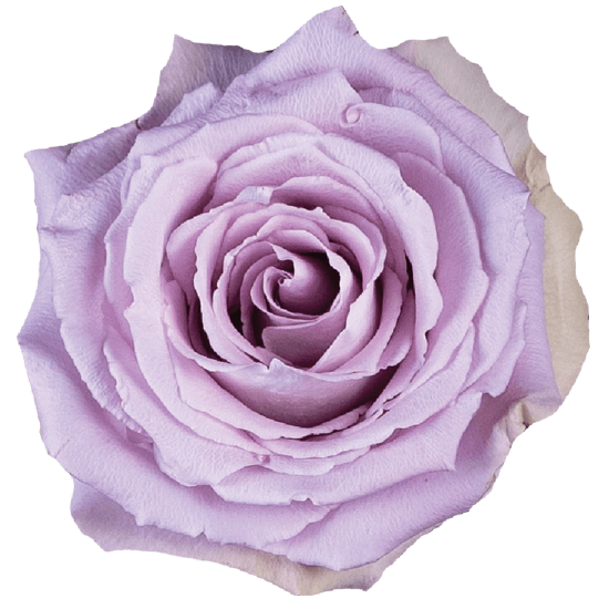 Impressive looking Ecuadorian roses