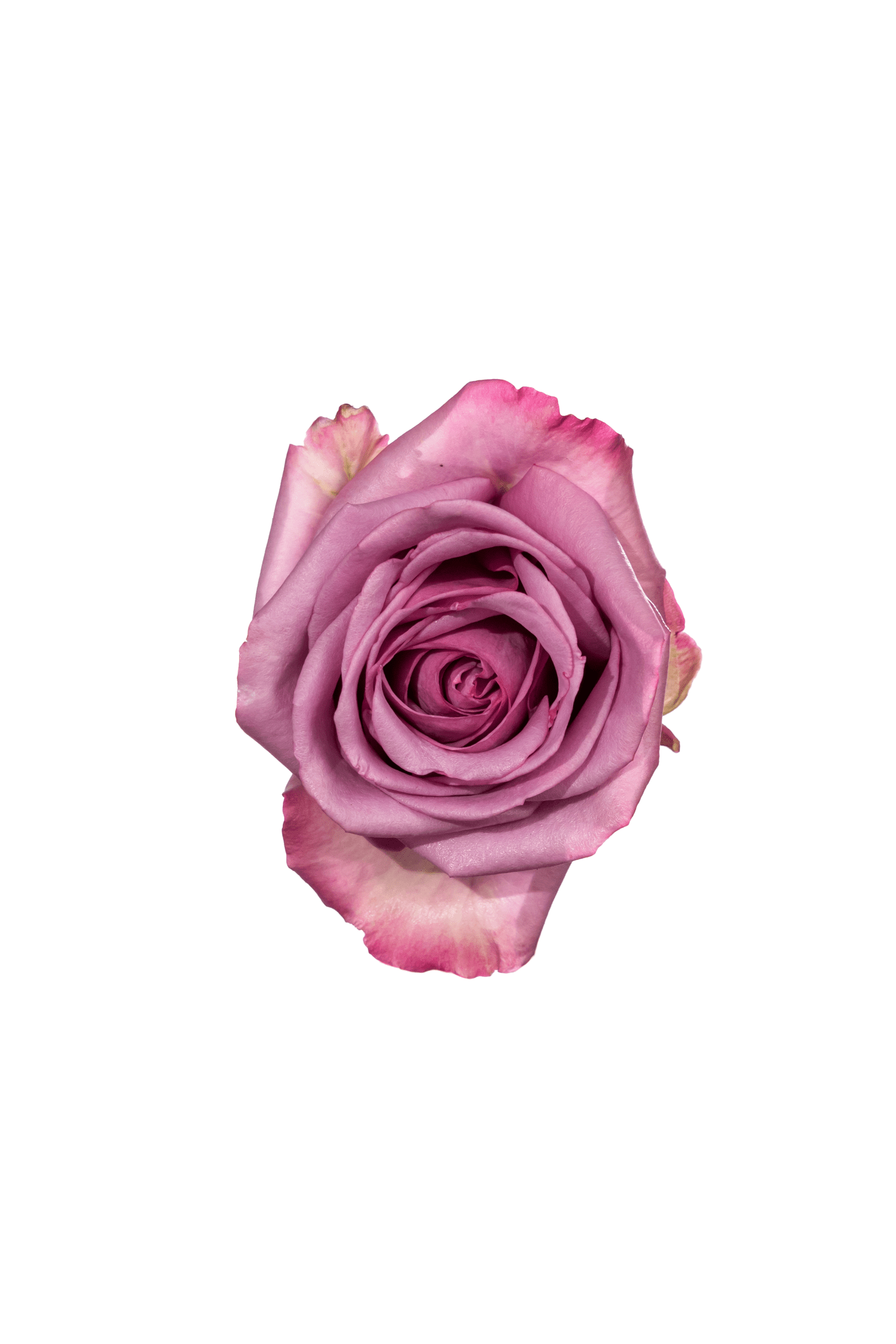 Rose Purple Cool Water Royal Flowers