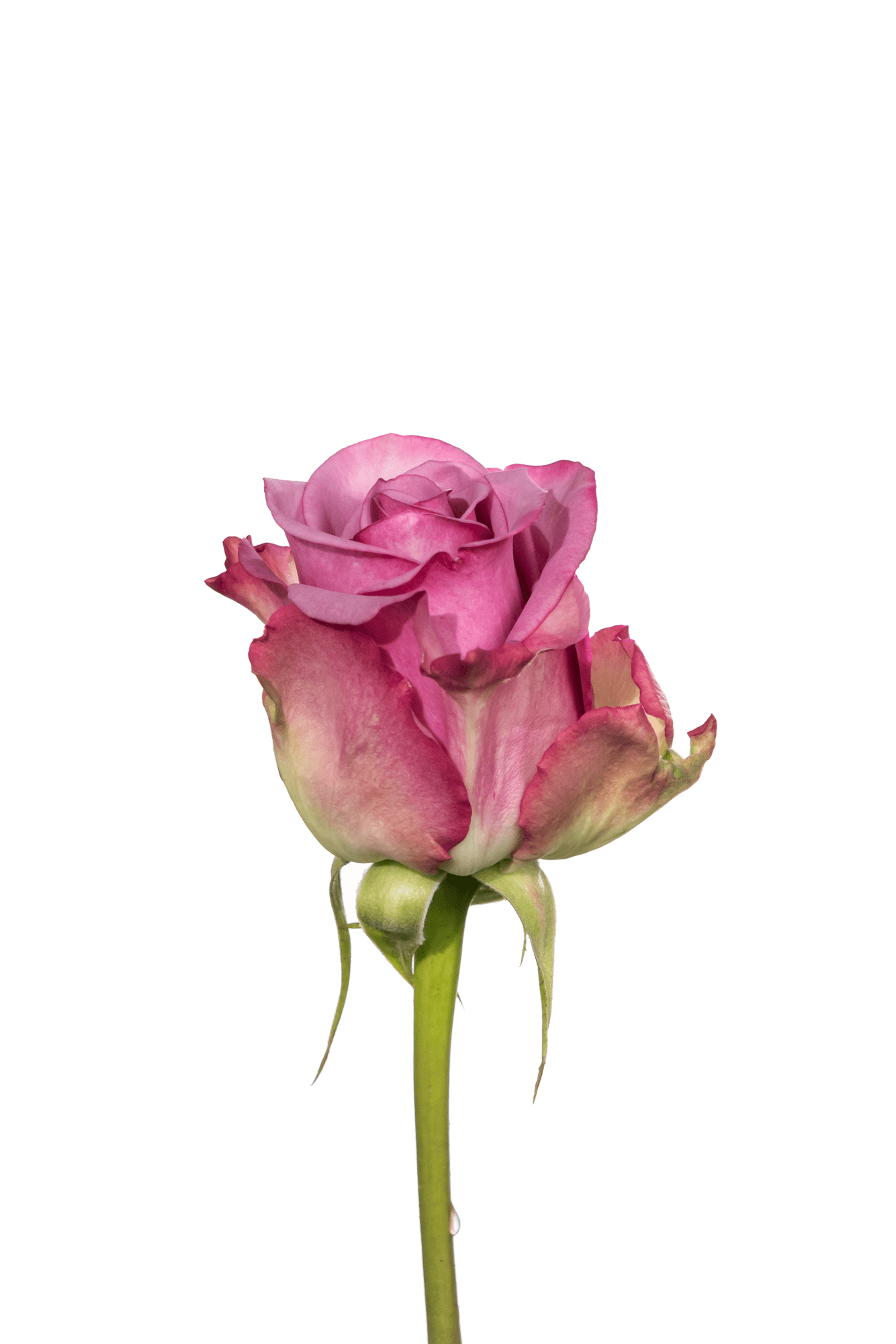 Rose Purple Cool Water Royal Flowers