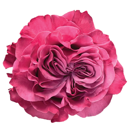 Impressive looking Ecuadorian roses