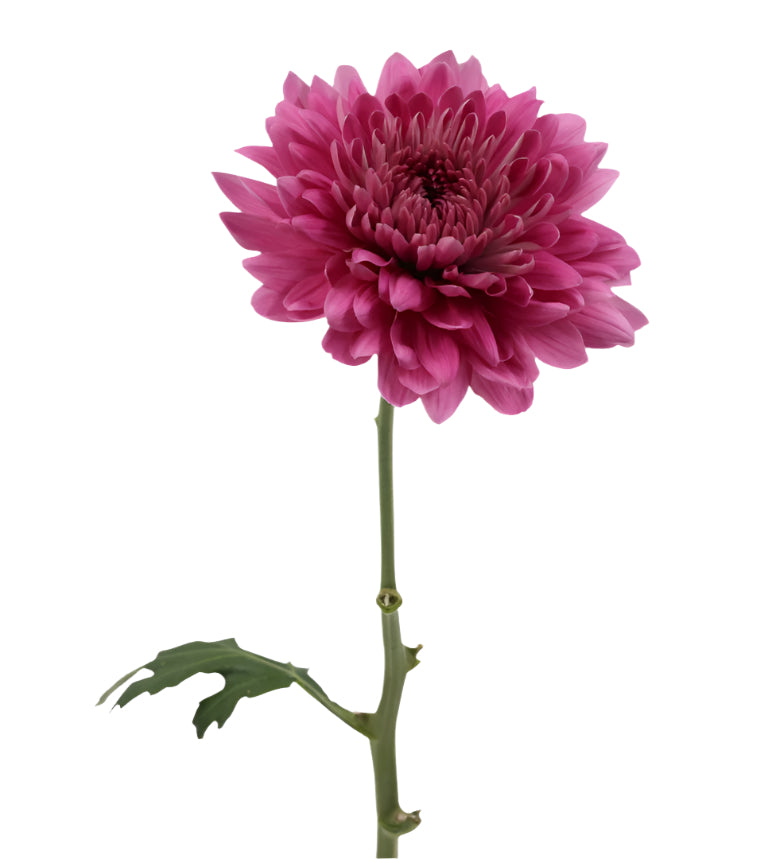 An illustrative image of impressive Chrysanthemum Blooms