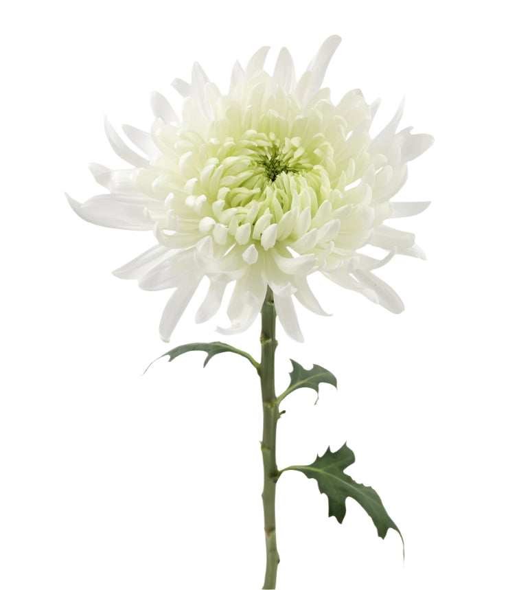 Strong Colombian Chrysanthemum Blooms