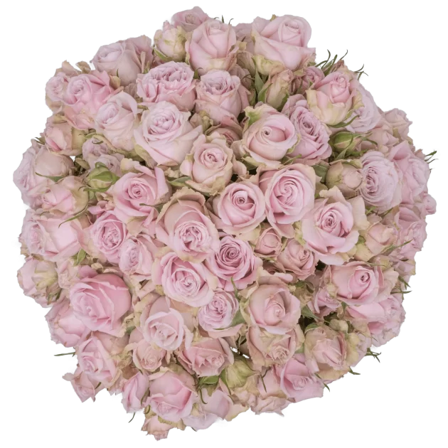 Outstanding Ecuadorian Spray Roses from a specialist Spray Rose farm