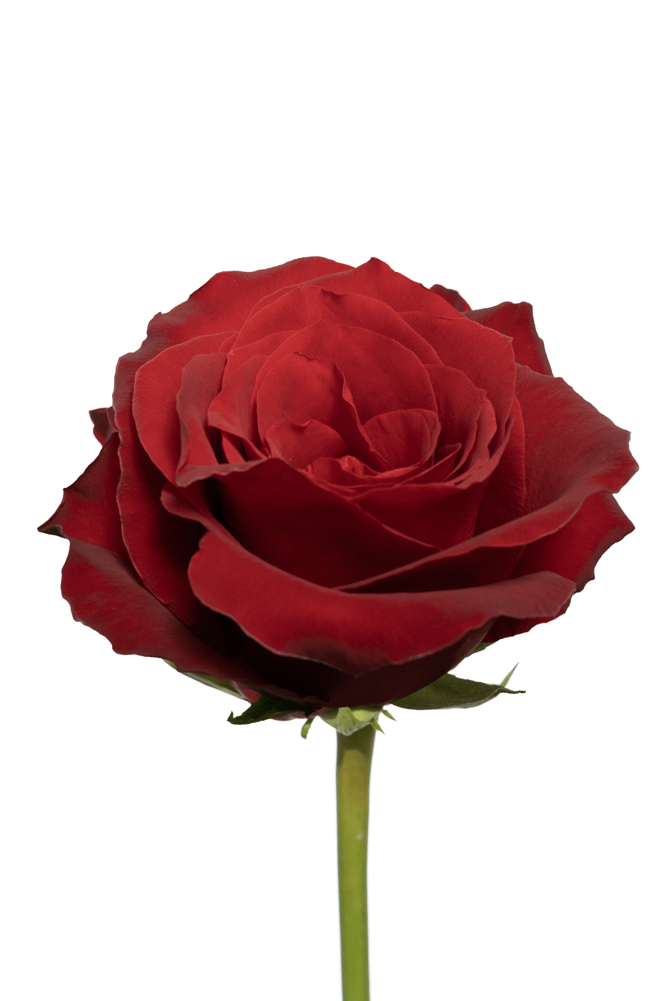 Rose Red Dallas Royal Flowers