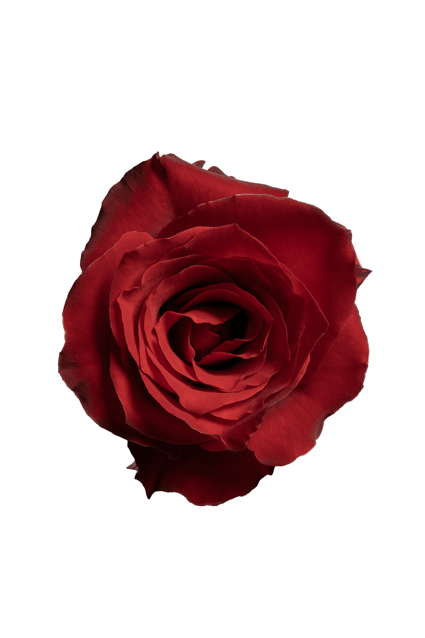 Rose Red Dallas Royal Flowers