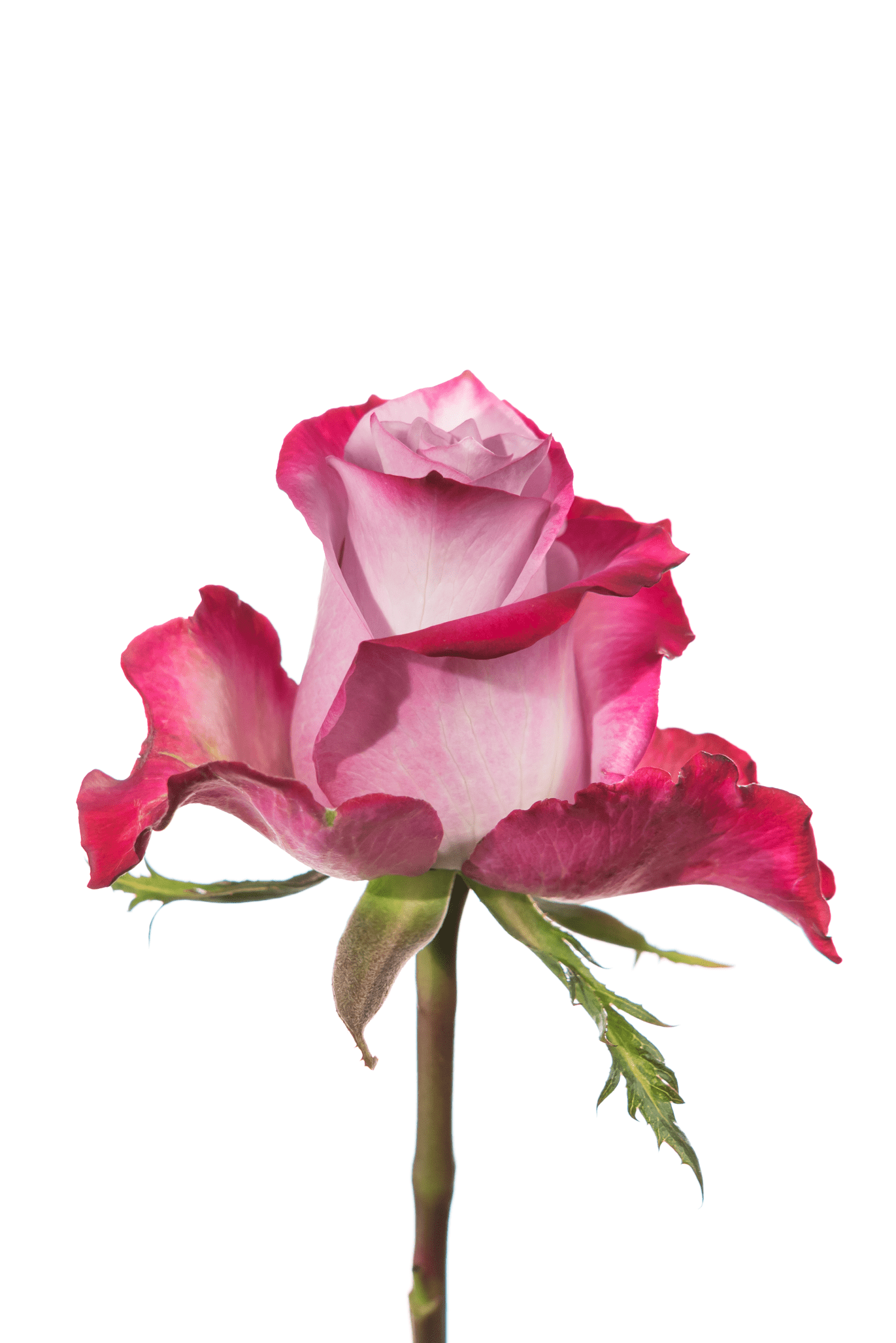 Rose Purple Deep Purple Royal Flowers