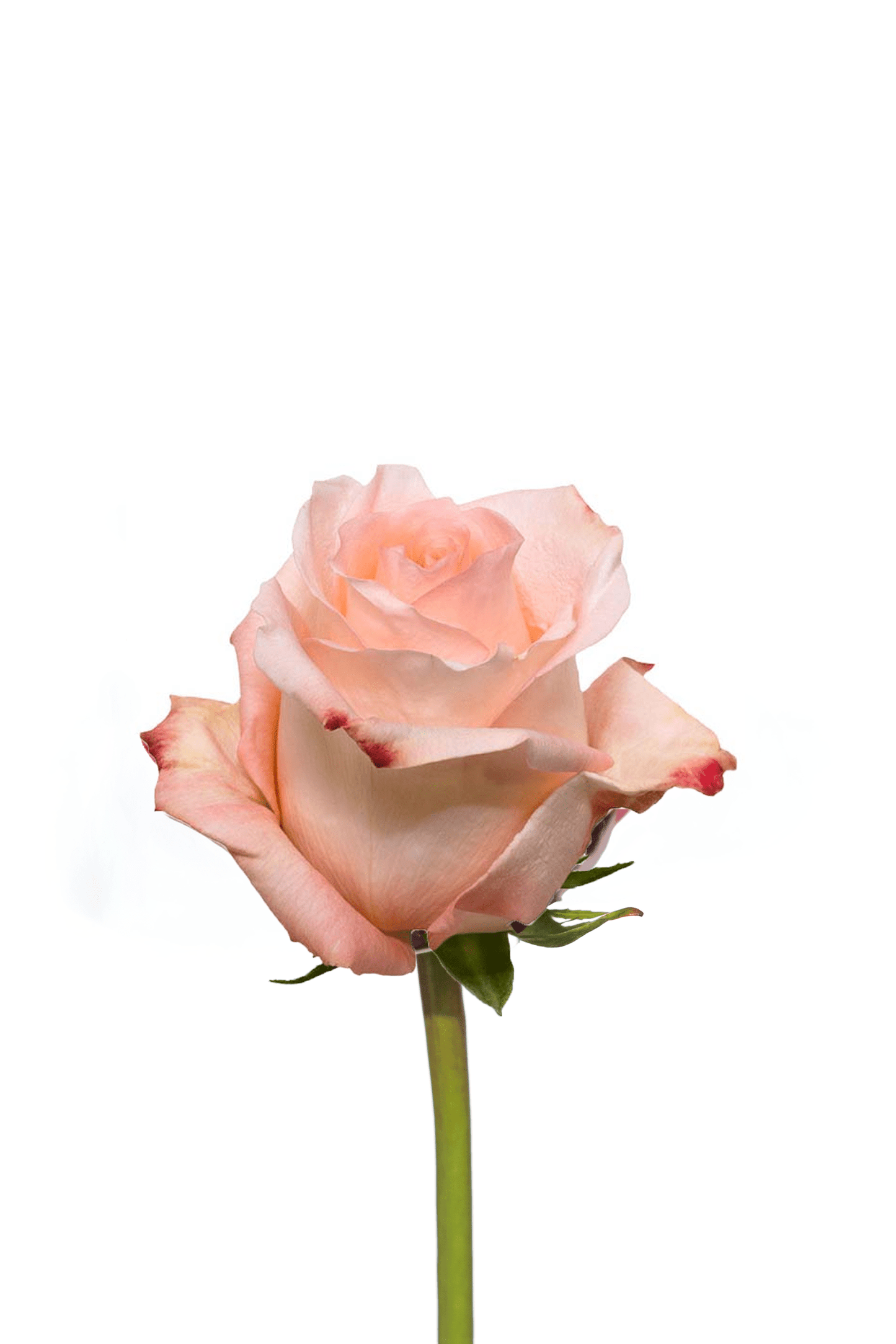 Rose Peach Engagement Royal Flowers