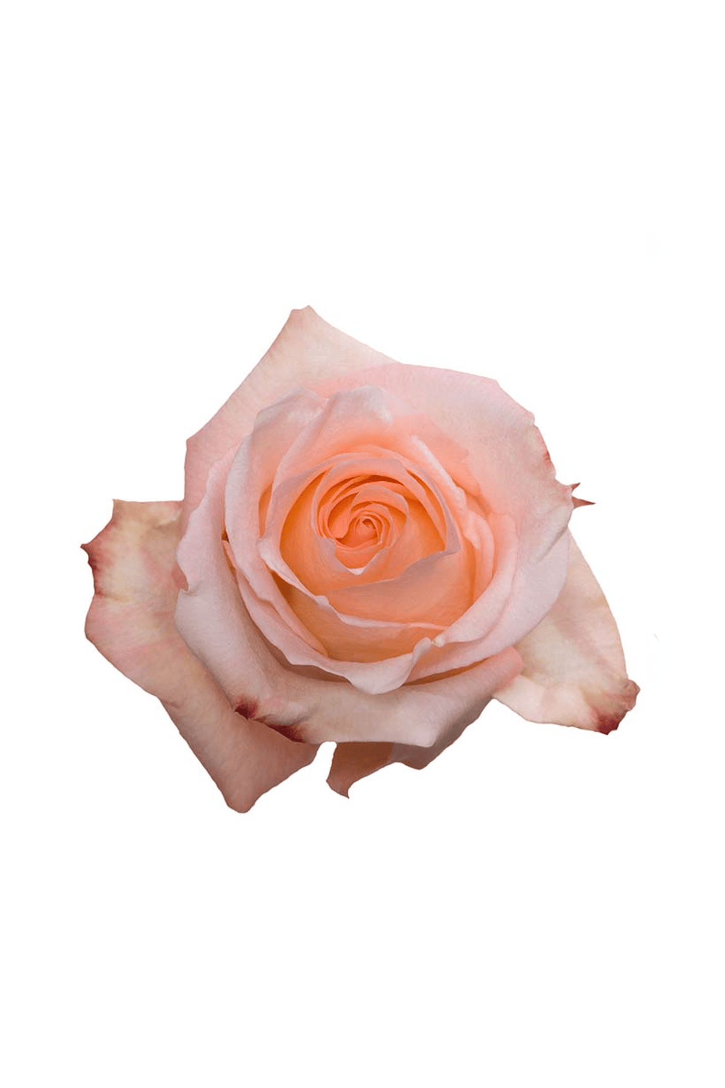 Rose Peach Engagement Royal Flowers