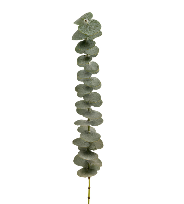 Lush green foliage stems
