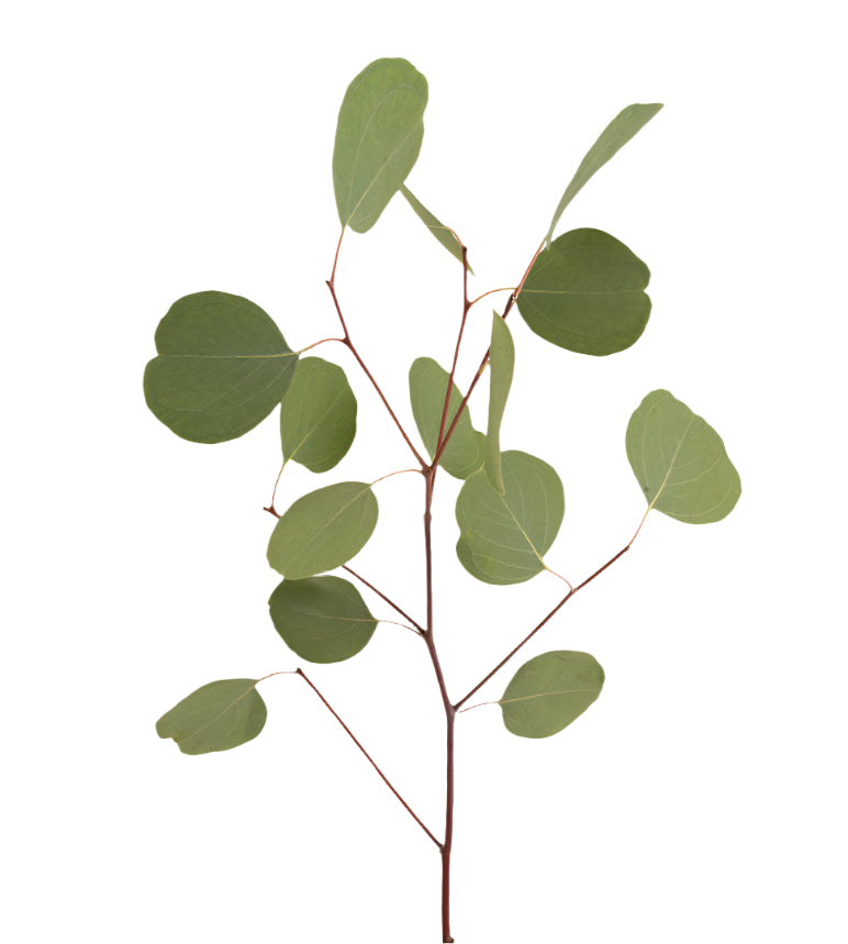 Lush green foliage stems