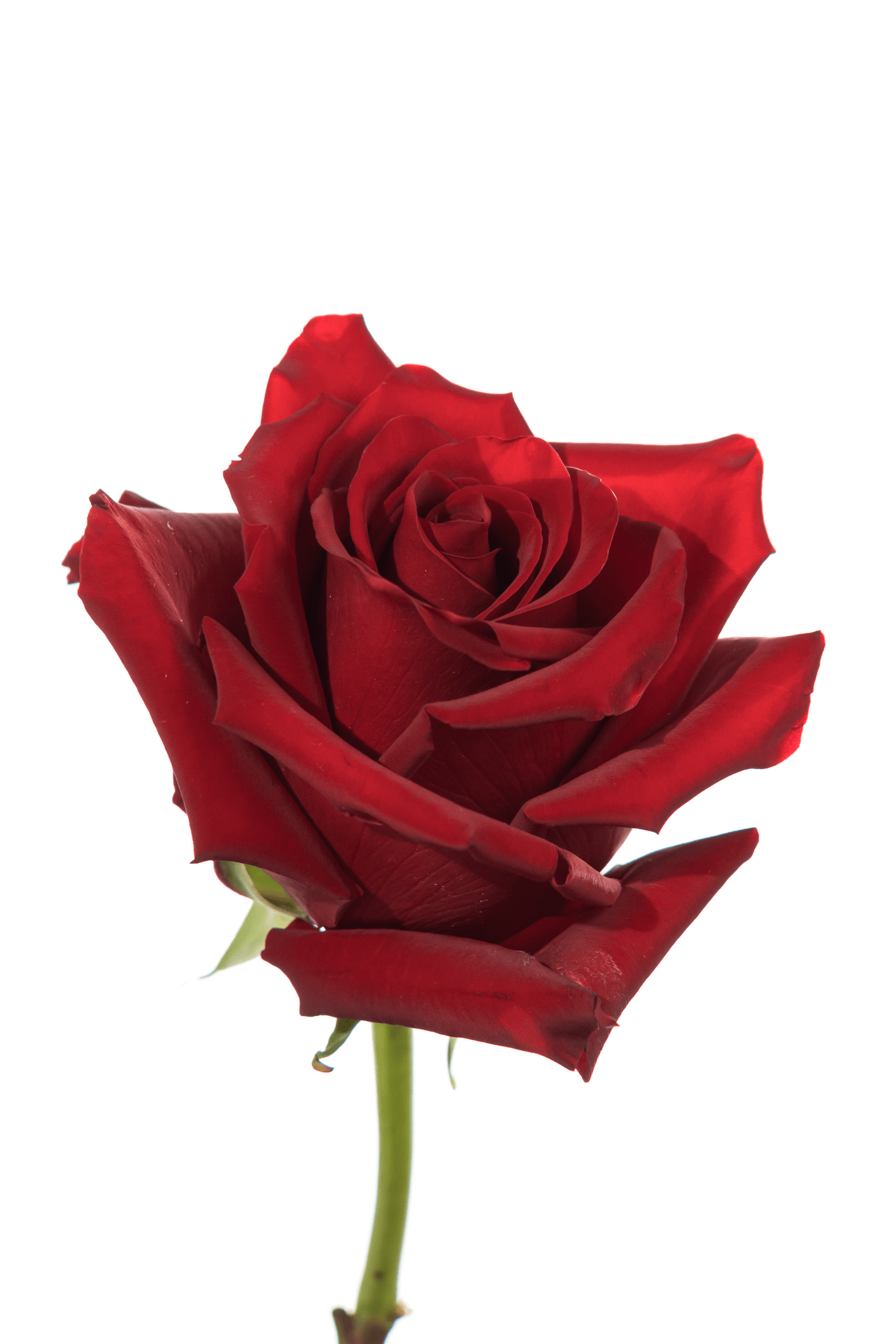Rose Red Explorer Royal Flowers