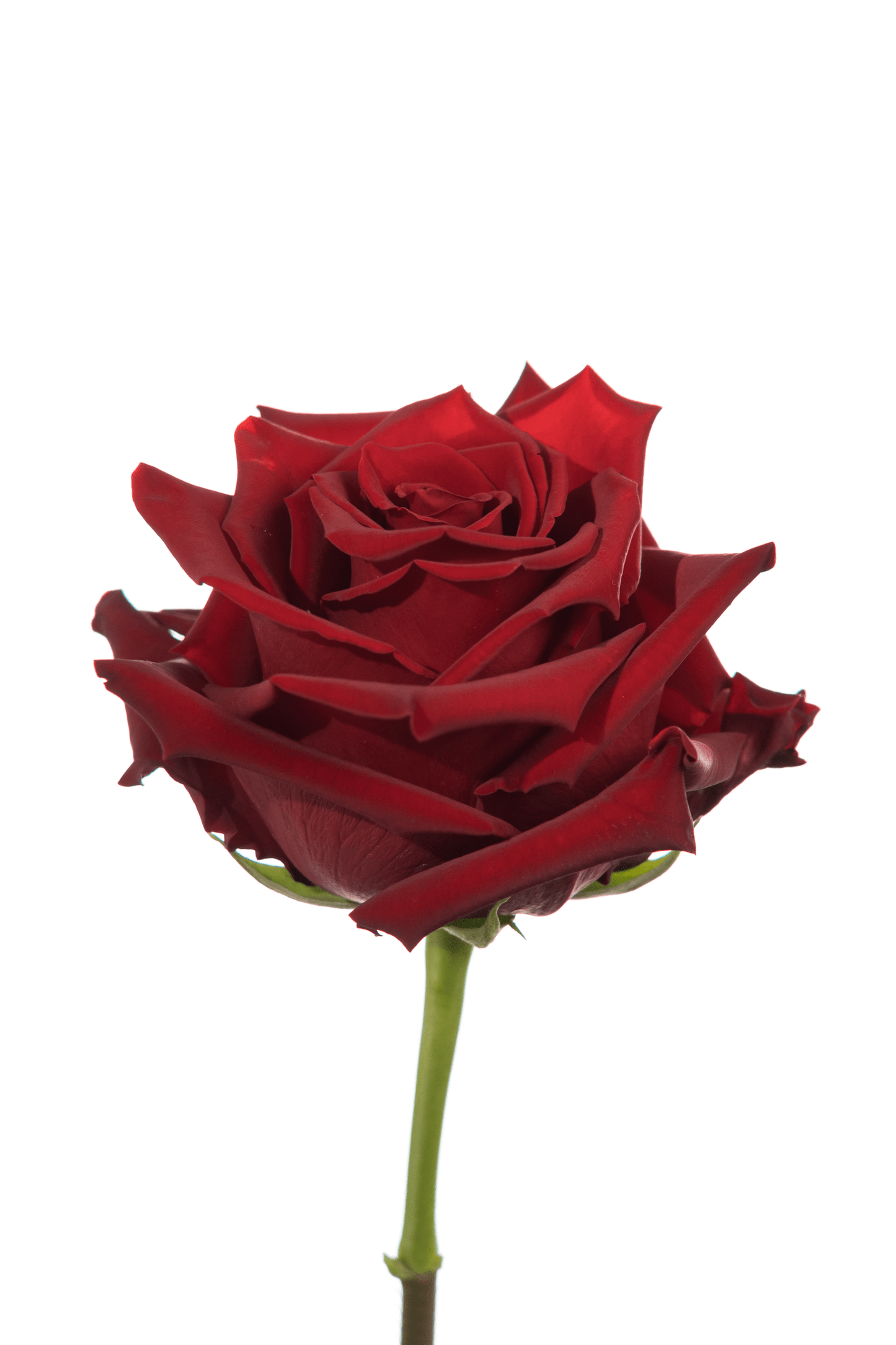 Rose Red Explorer Royal Flowers