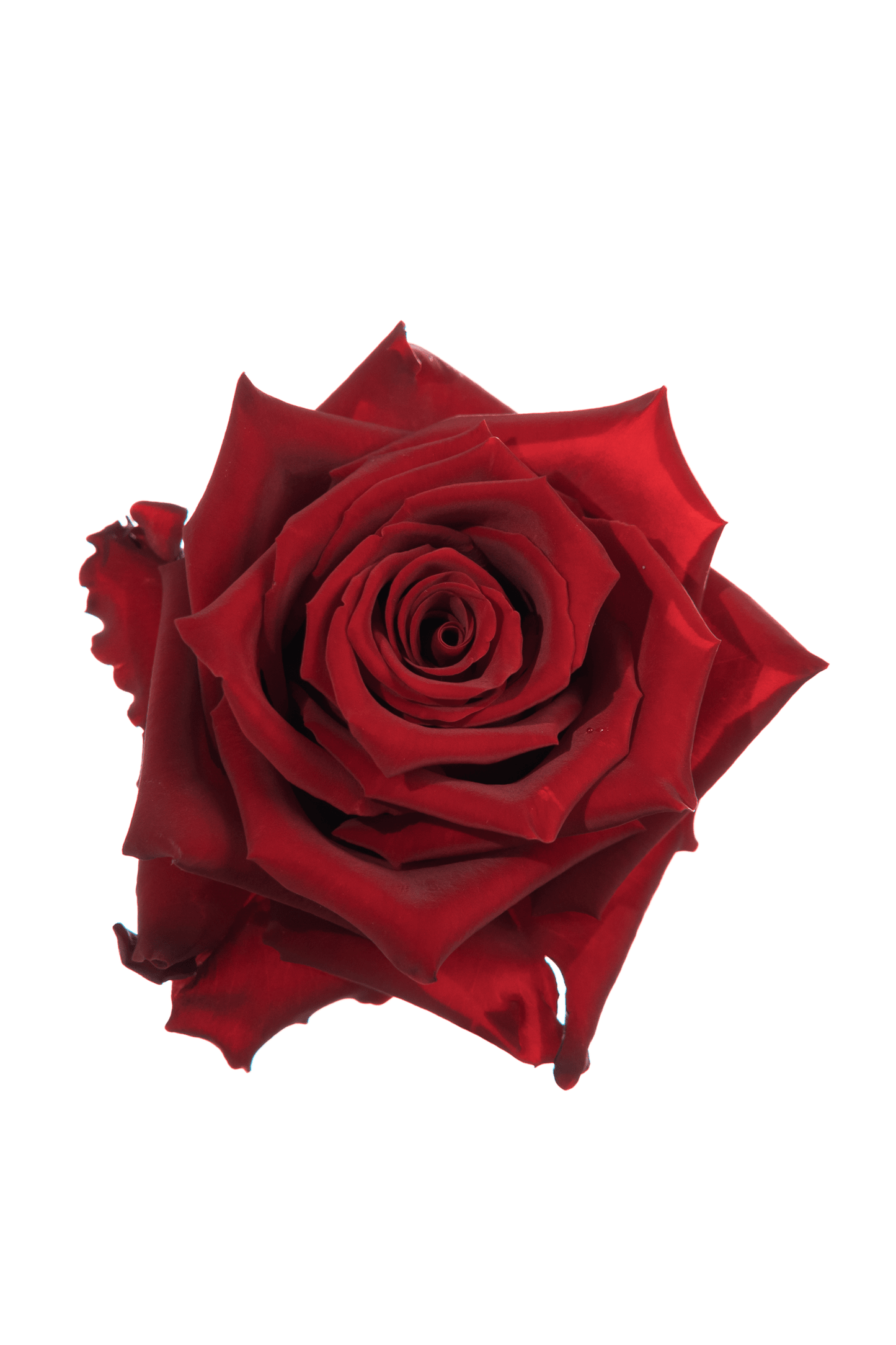 Rose Red Explorer Royal Flowers